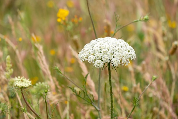 Fiori bianchi traforati in fogliame scuro bianco ammi visnaga fiore bianco primo piano macro