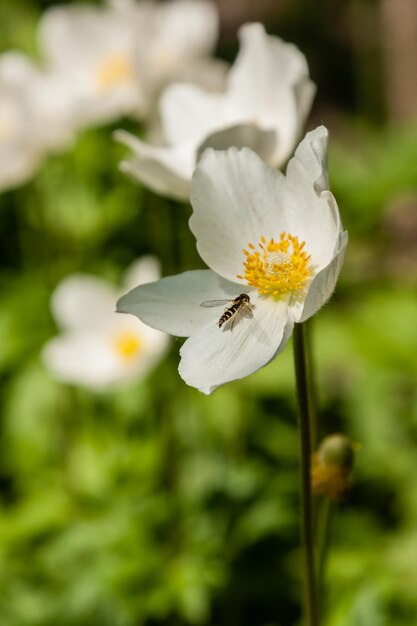 Fiori bianchi