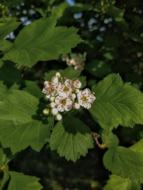 fiori bianchi