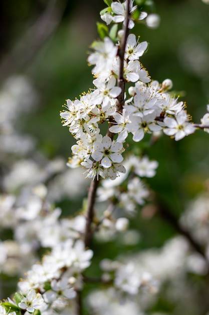 Fiori bianchi.