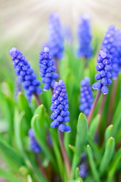 Fiori blu a forma di campana con una frangia bianca di Muscari armeniacum circondata da foglie basali verdi