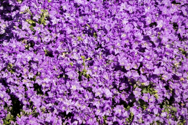 Fiori blu campanula su un mercato dei fiori