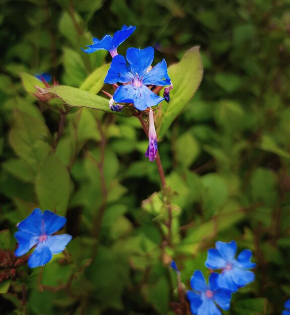 Fiori blu da vicino