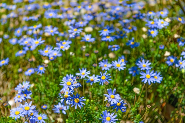 Fiori blu della margherita che sbocciano nel prato estivo.