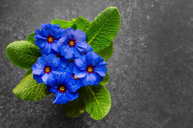 Fiori blu della pianta domestica di fioritura nello spazio della copia delle gocce di acqua