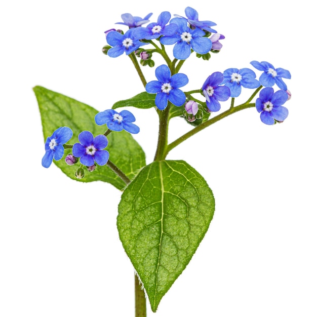 Fiori blu di brunnera forgetmenot myosotis isolati su sfondo bianco