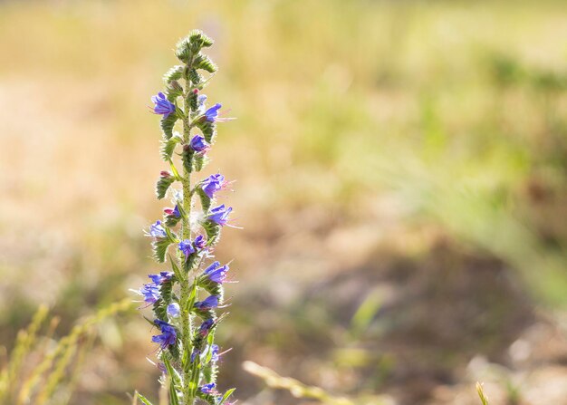 Fiori blu di echium vulgare al sole