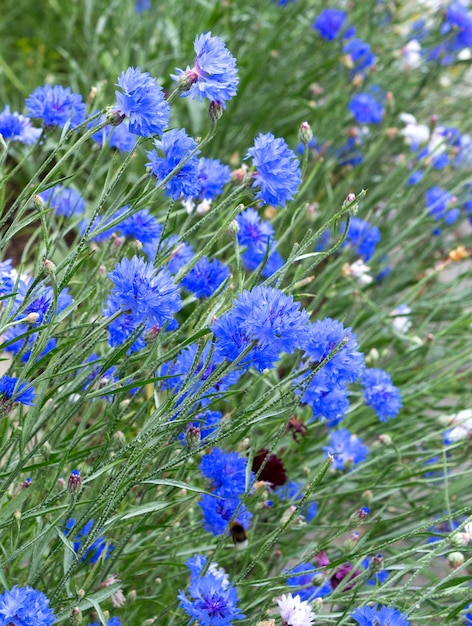 Fiori blu di fiordalisi nel campo Fiordalisi blu su sfondo verde Natura sfocata sfondo con bokeh Fiori come sfondo