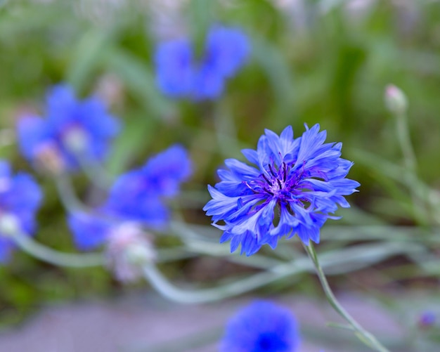 Fiori blu di fiordalisi nel campo