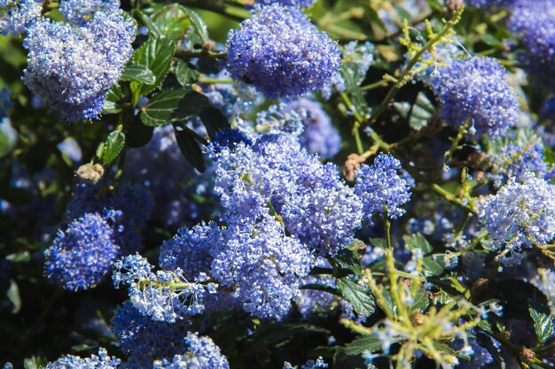 Fiori blu di giglio di california che fioriscono in primavera Messa a fuoco selettiva Copia spazio