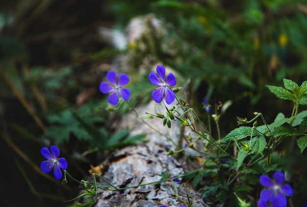 Fiori blu di lino su un vecchio ceppo in una foresta