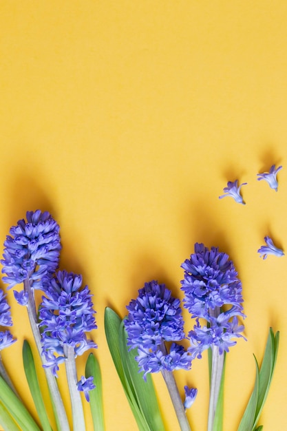 fiori blu di primavera su sfondo giallo