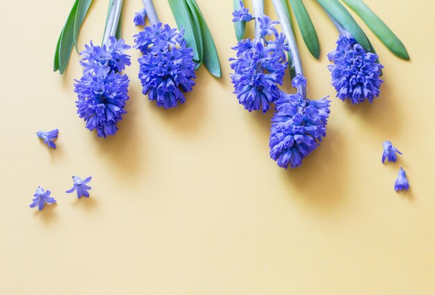 fiori blu di primavera su sfondo giallo