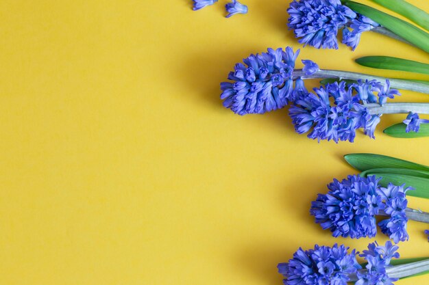 fiori blu di primavera su sfondo giallo