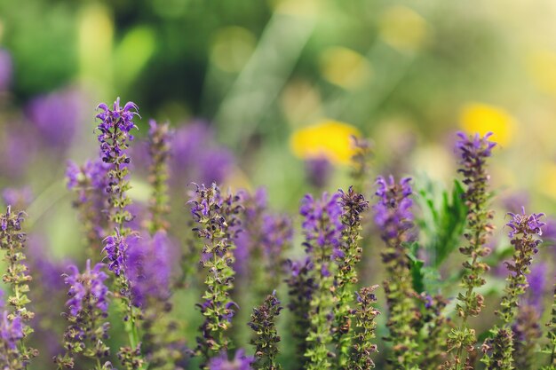 Fiori blu di salvia officinalis