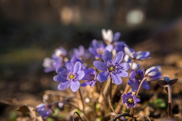 Fiori blu di un bucaneveScilla nella foresta Banner di primaveraToned Foto di alta qualità