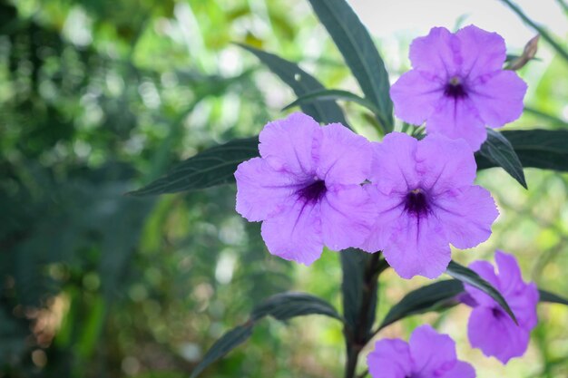 Fiori blu e viola nel giardino di campagna