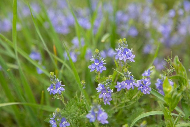 Fiori blu in campo