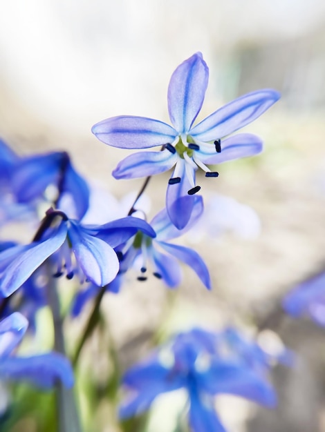 fiori blu in fiore squill siberiano da vicino