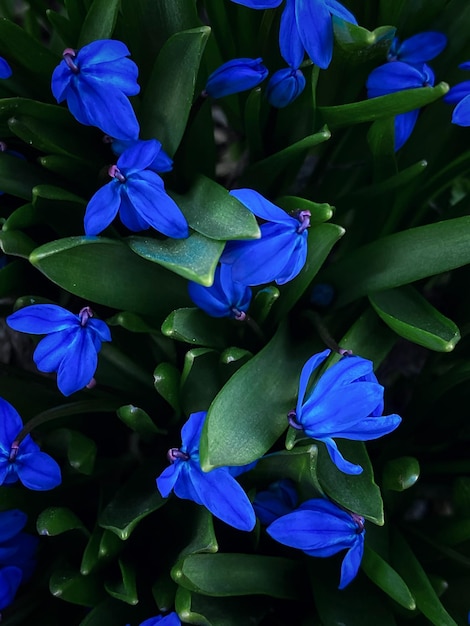 fiori blu in un vaso