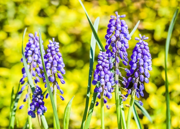 Fiori blu Muscari armeniacum o giacinto d'uva su sfondo giallo