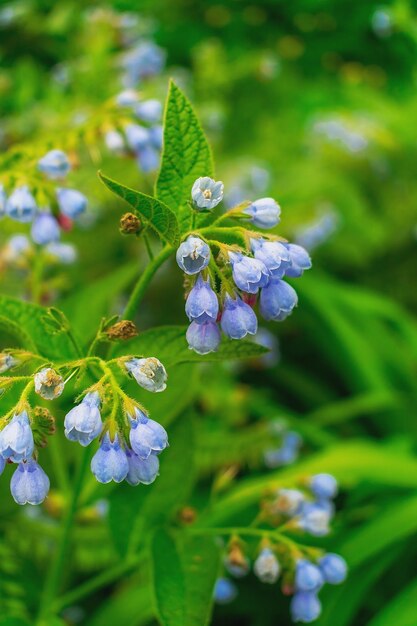 Fiori blu nel giardino estivo