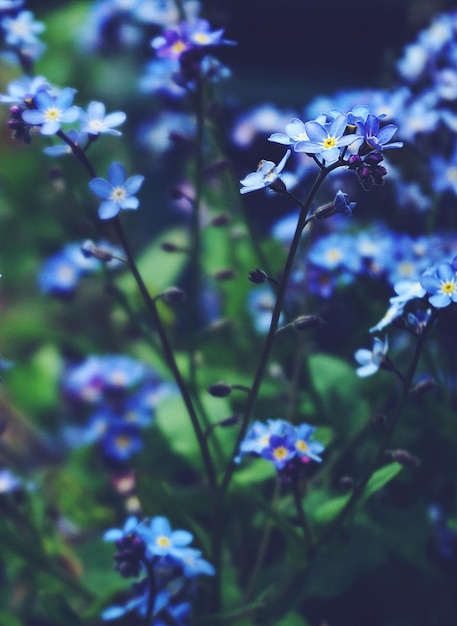 fiori blu nel giardino