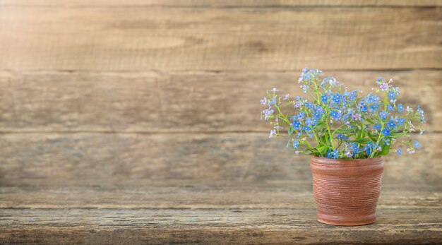 fiori blu nel vaso