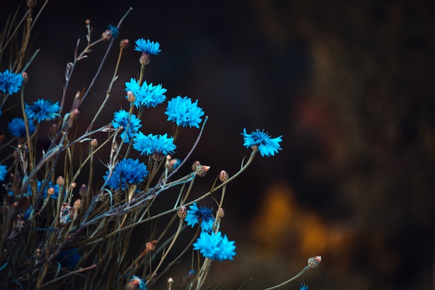 Fiori blu nella natura