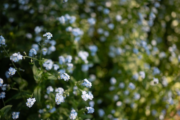 Fiori blu per lo più sfocati su sfondo di foglie verdi Fiori di legno Forgetmenot Carta da parati della natura estiva Luce della sera dell'ora d'oro