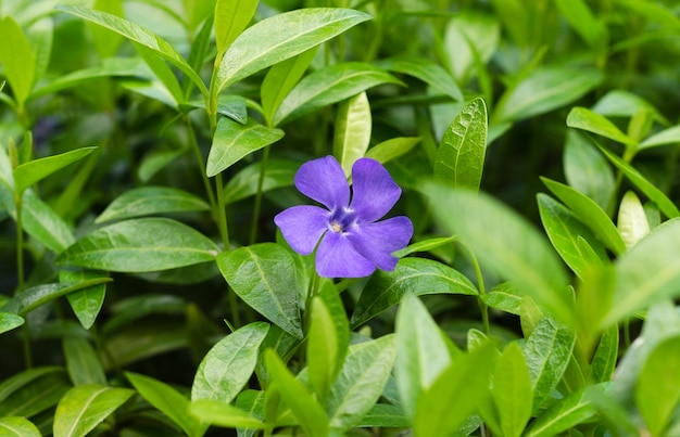 Fiori blu pervinca in fogliame verde