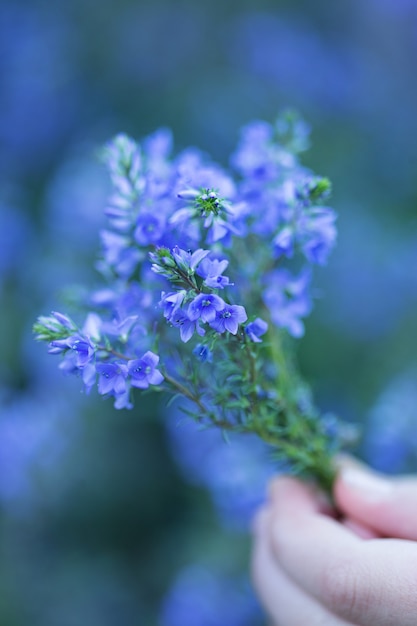 Fiori blu tenuti in mano