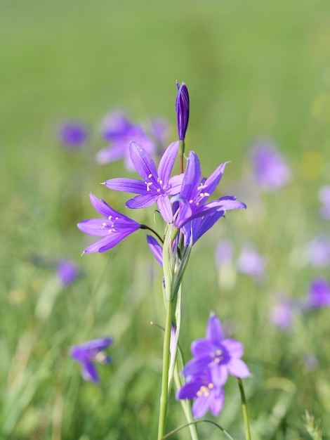 Fiori Bluebell sul campo Sfondo sfocato Macrofotografia