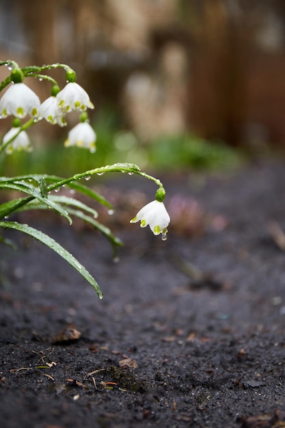 Fiori bucaneve Fiori primaverili con gocce d'acqua