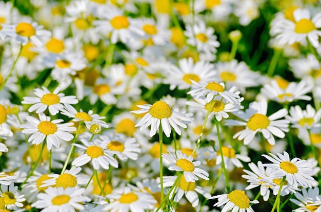 Fiori camomilla campo medico bianco su un prato