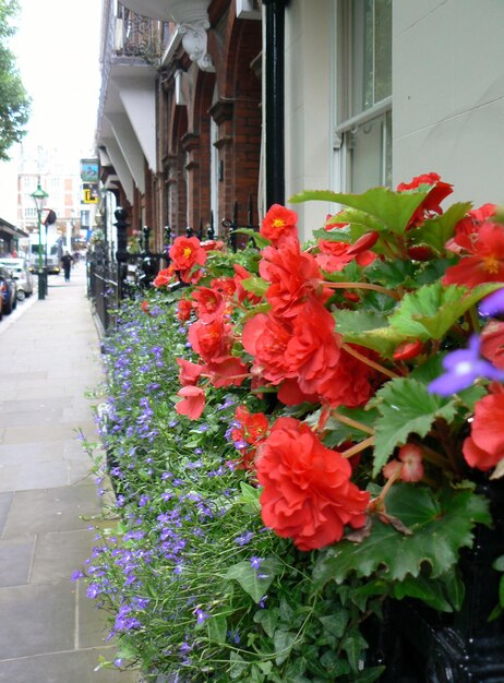 Fiori che crescono di fronte all'edificio