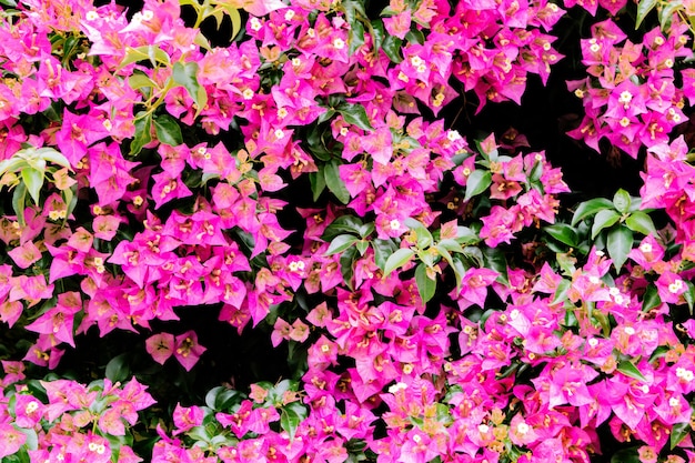 Fiori che crescono in giardino, primo piano. Bellissimo sfondo naturale di cespuglio fiorito con bouganville