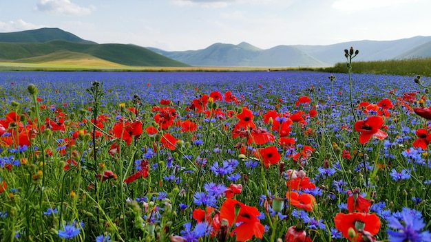 Fiori che crescono nel campo vicino alle montagne contro il cielo