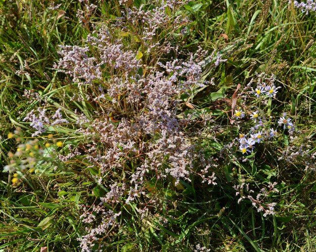 Fiori che crescono nel campo