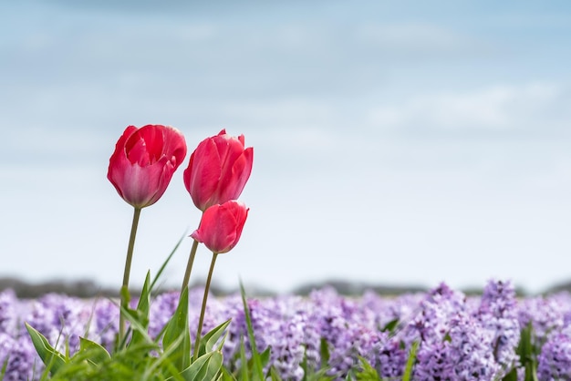 Fiori che crescono nel paesaggio