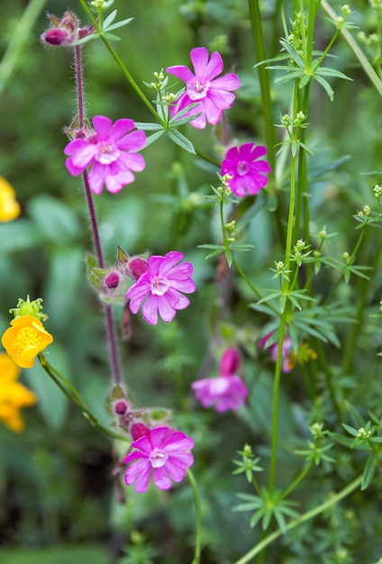 Fiori che crescono nelle Alpi austriache