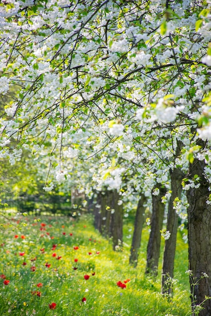 Fiori che crescono sugli alberi