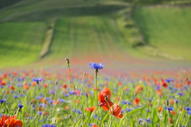 Fiori che crescono sul campo