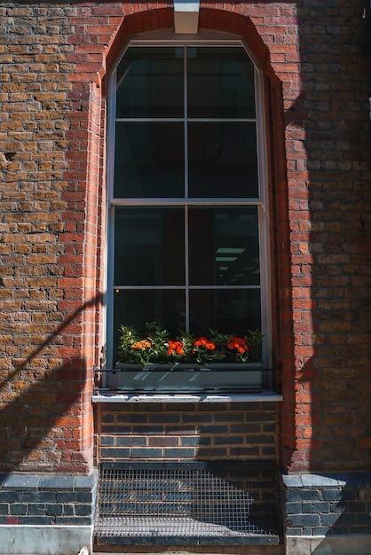 Fiori che crescono sul vetro della finestra del vecchio edificio in città durante la giornata di sole