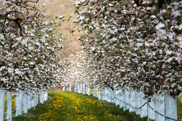 Fiori che fioriscono sull'albero