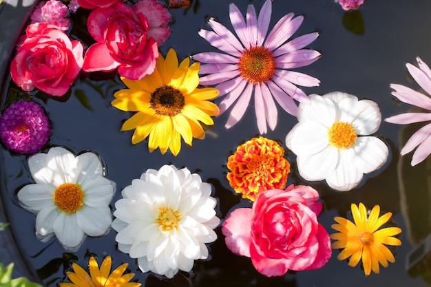 Fiori che galleggiano in uno stagno