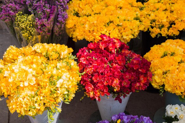 Fiori che sbocciano colorati in vaso