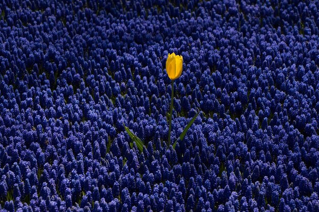 Fiori che sbocciano come sfondo