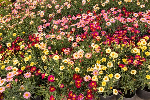 Fiori che sbocciano come sfondo