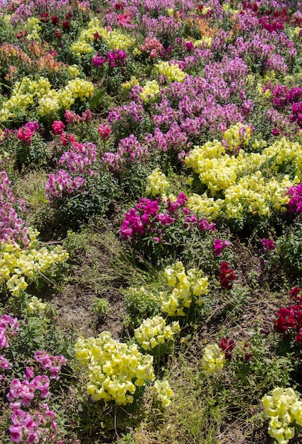 Fiori che sbocciano come sfondo